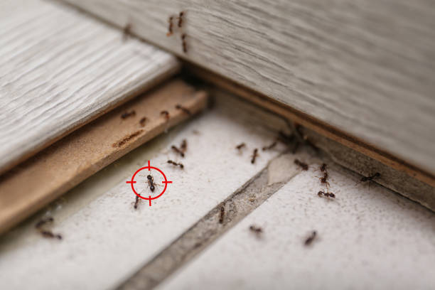 Best Affordable Pest Control Services  in Peoria, IL