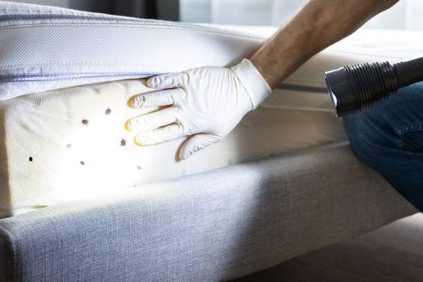 Best Pest Control Near Me in Peoria, IL