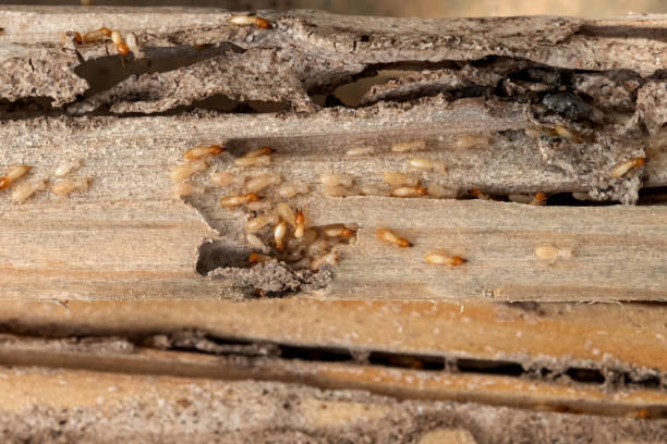 Wasp Removal Services in Peoria, IL