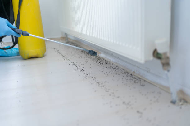 Professional Pest Control in Peoria, IL