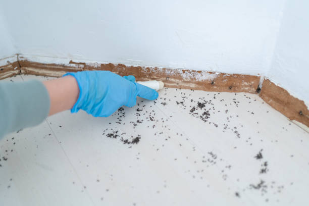Best Best Pest Control Near Me  in Peoria, IL
