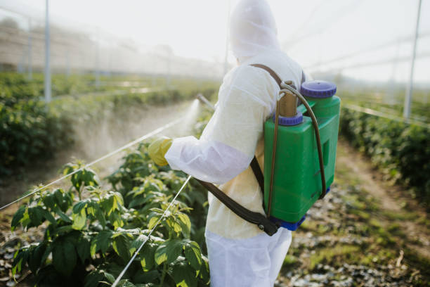 Best Termite Control Services  in Peoria, IL